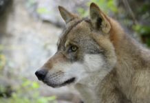 App: Anwendung zu großen Beutegreifern ab sofort verfügbar