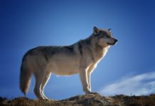 Wolfssichtung in Osttirol: Entnahme gefordert In Matrei in Osttirol wurde ein Wolf im Gemeindegebiet gesichtet.