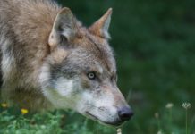 LAbg. Mayerl: Entnahme von „Problemwölfen“ erleichtern "Problemwölfe müssen entnommen werden", fordert der Osttiroler LAbg. Martin Mayerl.