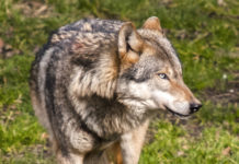 „Wolf gefährdet Almen und ängstigt Menschen“ Der Wolf ist in Tirol auf Beutezug.