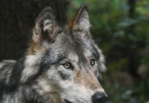 DNA-Analyse bestätigt Wolfsverdacht in Osttirol Der Wolfsverdacht in Matrei in Osttirol wurde bestätigt.