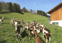 Wie wirtschaftlich ist die Ziegenmilchproduktion? Markus Klocker – inmitten seiner Herde Tauernschecken – und Michael Geisler haben sich beim Thema für ihre Diplomarbeit mit einem Nischenprodukt beschäftigt.