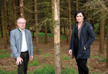 Vier Millionen Euro für Wiederaufforstungen