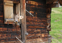 Urlaub am Bauernhof: „Vorzeichen für die Sommersaison sind sehr gut“
