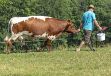Tiroler Landwirtschaftsbericht 2019: Licht und Schatten Den größten Teil des landwirtschaftlichen Produktionswerts machen die Milcherzeugung mit 43,7 Prozent und die Rinderhaltung mit 19,3 Prozent aus.