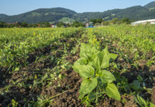 Bio-Landwirtschaft erhöht Krisenfestigkeit der Lebensmittelversorgung