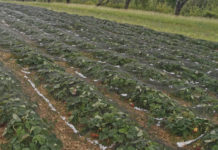 Erster schwerer Hagel trifft die Landwirtschaft: 2 Mio. Euro Schaden