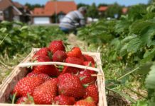 Steigendes Klimarisiko fordert Tiroler Erwerbsobstbauern heraus Die Erdbeerernte ist bereits in vollem Gange.