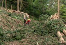 Köstinger: Waldfonds zur Umsetzung des Forstpakets im Ministerrat beschlossen