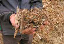 EU-Biomasse steht erneut zur Diskussion