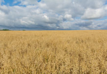 Getreide-Roulette: einlagern, absichern, profitieren Haferfeld