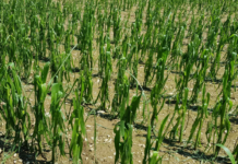 Hagel verursacht starke Schäden an Feldkulturen