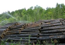 Borkenkäfer: Land Vorarlberg richtet Holz-Nasslager ein