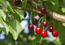 Vorarlberger Kirschernte fällt heuer witterungsbedingt schlechter aus
