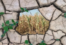 Boku: Bio-Hydrogel für Bewässerung und Düngung in der Landwirtschaft entwickelt