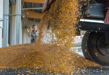 AMA-Flächenauswertung 2020: Körnermais und Zuckerrüben verlieren deutlich