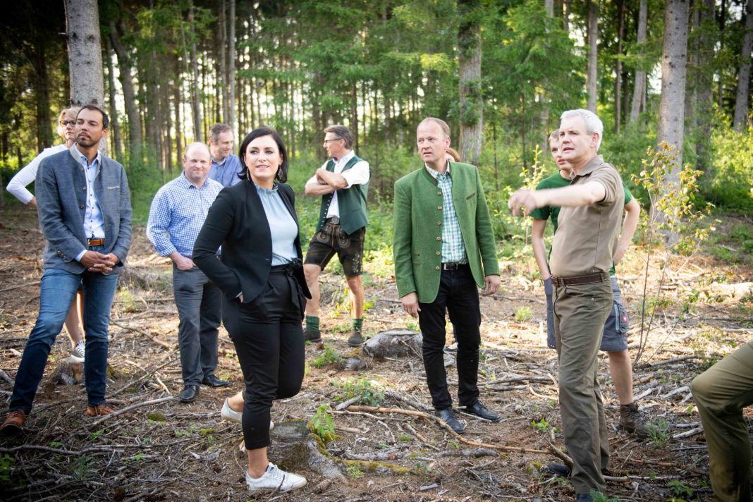 Lokalaugenschein Käferschaden