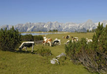 Almen: Versicherungsschutz für Bäuerinnen und Bauern verbessert