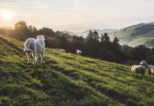 Ein Schlaraffenland für den Wolf Nur in manchen Gebieten eine mögliche Lösung: Herdenschutzhunde bewachen Schafe.