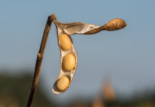 Donau Soja: Sojaimporte sind Achillesferse der EU-Lebensmittelproduktion