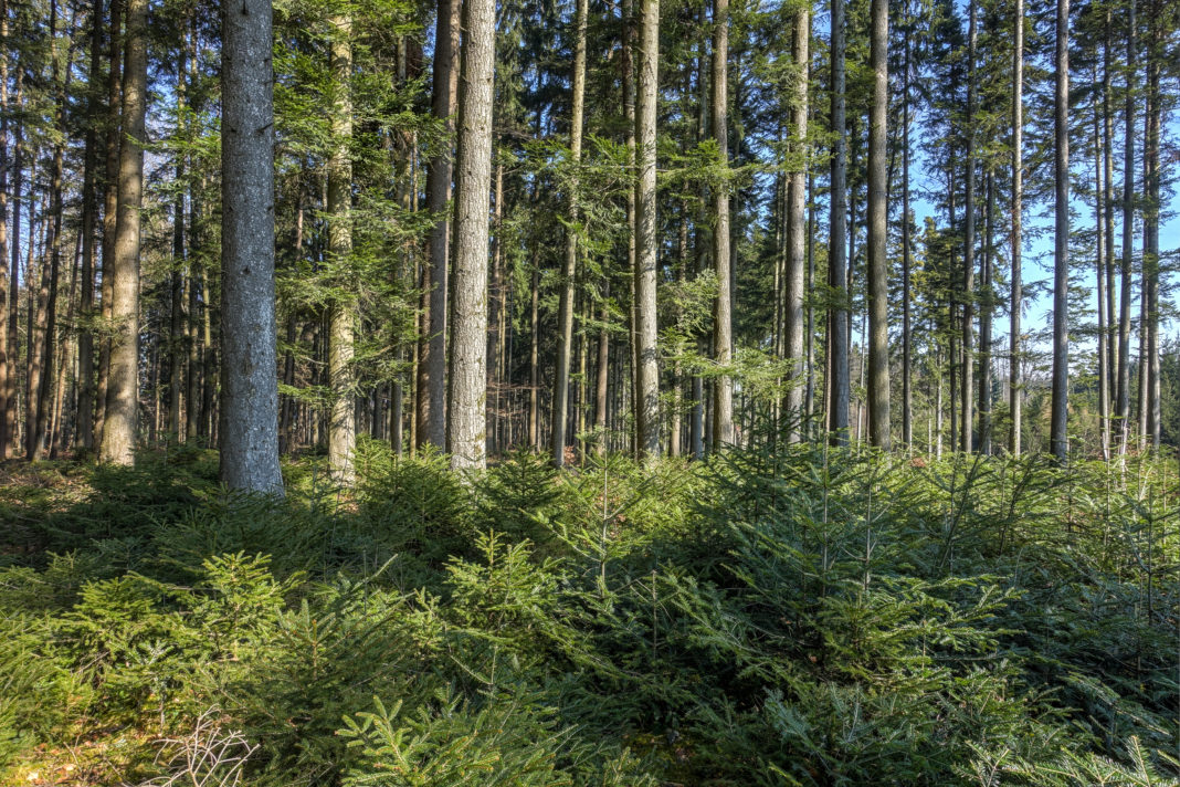 Tannenwald 14 ID71926