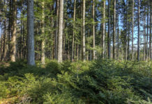 Fast eine Million Euro für den Schutzwald in Osttirol