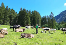Kuhattacke im Außerfern: „Tiere trifft keine Schuld“ Alpmeister Ludwig Lochbihler inmitten seiner Schützlinge.