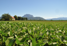 Bio-Sojabohne überholt Bio-Mais bei Anbaufläche