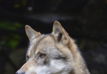 Land Tirol will Maßnahmen gegen Wolf mit 500.000 Euro jährlich fördern Die Petition der Gemeinde Serfaus fordert ein wolffreies Tirol. Mehr dazu unter: www.tirol.gv.at/landtag/petitonen