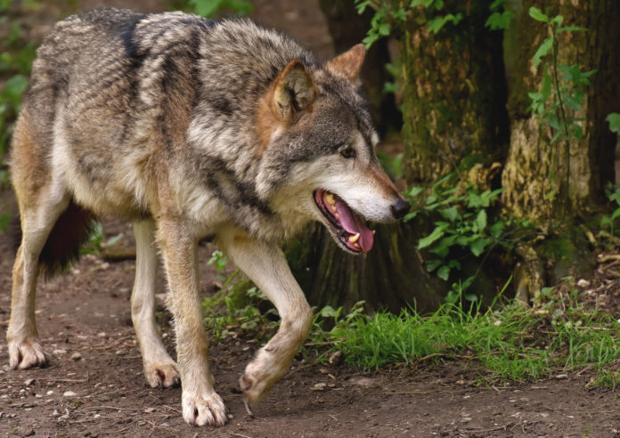 Wolf 3151876 Derzeit streift der Wolf durch Tirols Wälder und Bergwelt.