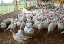 Die Putenmast hat wieder Zukunft: Mit Qualität gegen Billigimporte