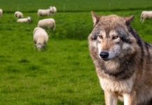 Wenn der Wolf das Almleben stört – Lokalaugenschein in Tirol