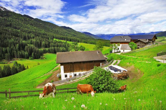 Alpine Scenery Green Grass Pastures And Cows (Dolomites)