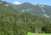 Die Waldfläche in der EU nimmt zu