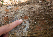 Trotz grüner Kronen keine Borkenkäfer-Entwarnung