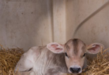 Selbstversorgung auch in krisensicheren Zeiten nachhaltig absichern Ziel ist es unter anderem, heimische Kälber regional zu vermarkten.
