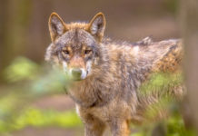 Runder Tisch zum Wolf – Anpassungen geplant
