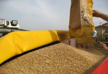 Bio-Saatgut: Das Problem mit der Verfügbarkeit