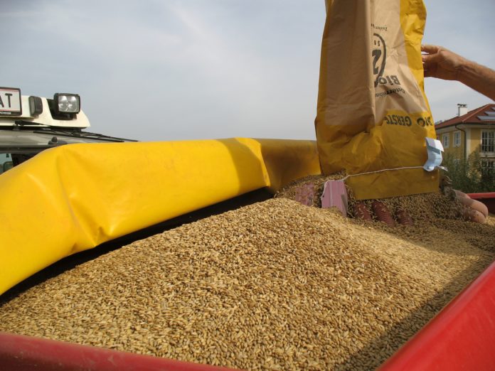 Gerste Saat 30 ID33632