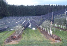 Lokale Unwetter verursachten Schäden in der Landwirtschaft