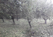 Extremwetter hinterlässt im Süden Spur der Verwüstung