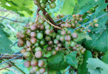 Unwetteralarm in Niederösterreich, im Burgenland und in der Steiermark