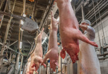 EU: Schlachthöfe sollen mehr Verantwortung tragen