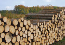 Sägerundholznachfrage steigend – Preise weiterhin unterdurchschnittlich