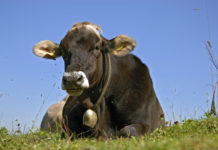 Förderungsverpflichtungen und Fristen bei der Maßnahme “Alpung und Behirtung”