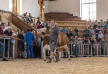 Ankaufsförderung für weibliche Zuchtrinder
