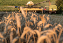 Getreideernte 2020 übertrifft Ertragserwartungen