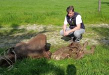 Vermutlich wieder ein Wolfsriss