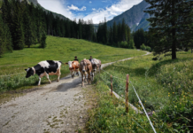 Almbauer sperrt Weg wegen Kuh-Urteil – Alpenverein protestiert