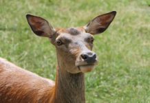 Raggl: „Wer TBC ignoriert, gefährdet die Gesundheit von Mensch und Tier“ Die TBC-Durchseuchung bei Rotwild im Außerfern ist höher als in anderen Regionen.